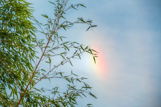 Jak Rostliny Čistí Ovzduší a Bojují se Znečištěním