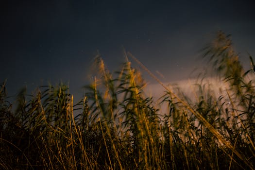 Top Rostliny Pro Tmavé Kouty: Jak Oživit Méně Osvětlené Prostory