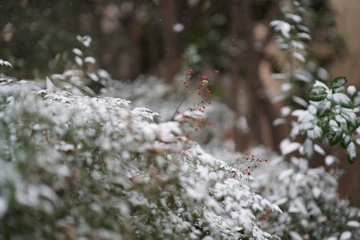 Top Mrazuvzdorné Rostliny: Jak Oživit Zimní Zahradu