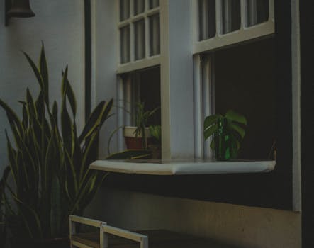 Top Rostliny Pro Místnosti s Málo Světla: Krása i v Temnotě