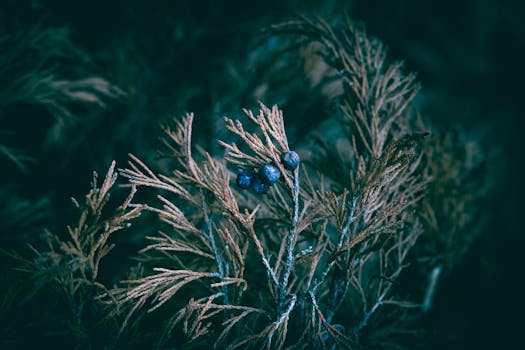 Ultimátní průvodce pěstováním jalovců: Tipy pro zdravé keře