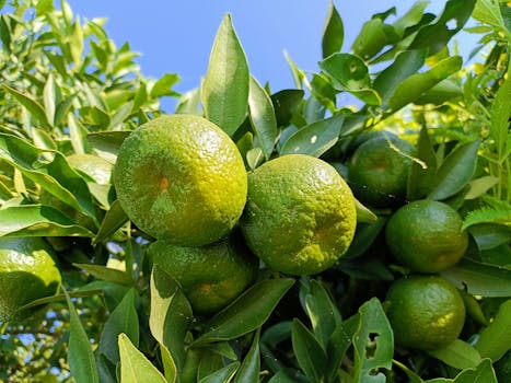 Pěstujte Citrusy Domů: Průvodce Pro Plody Po Celý Rok