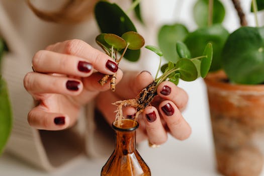 Vše o množení rostlin z řízků: Rychle a efektivně