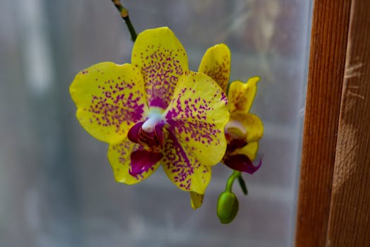 Jak Péče o Orchideje Ovlivňuje Alergiky: Průvodce a Rady