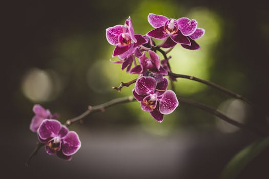 Jak správně zalévat orchideje podle ročních období: Kompletní průvodce