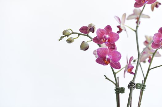 Průvodce léčbou alergie na orchideje: Symptomy a rady