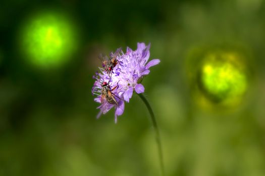 Přírodní ochrana domova: Rostliny, které odpuzují mouchy