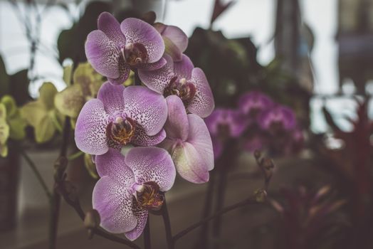Jak správně pečovat o orchideje po odkvětu: Průvodce pro zdravý růst